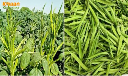 खरीफ सीजन में ग्वार की फसल खेत की मिट्टी को बनाती उपजाऊ, जानिए ग्वार की उन्नत खेती के बारे में